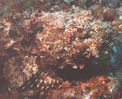 This is a Scorpion Fish that I shot while diving in the D... by Bill Raften 
